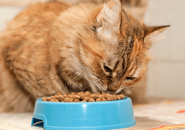 Mačka sa kŕmi z misky