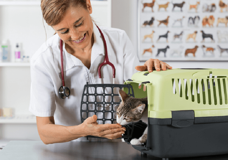 Mačka v prepravke u veterinára