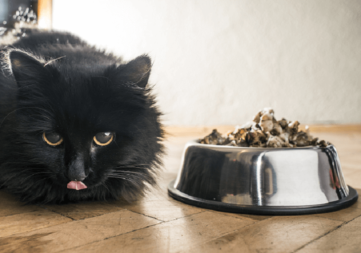 Mačka vedľa misky s potravou