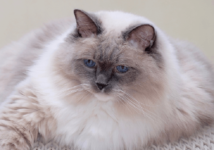 Ragdoll