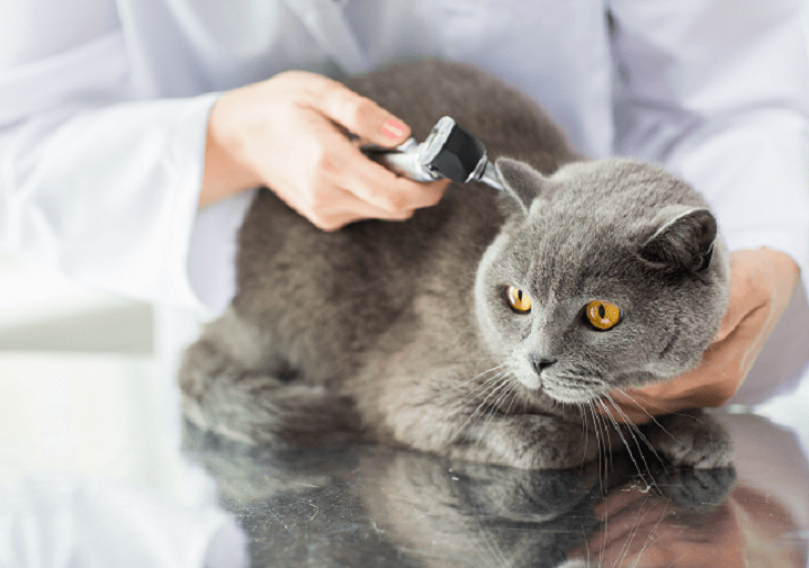 Vyšetrenie uší mačky u veterinára